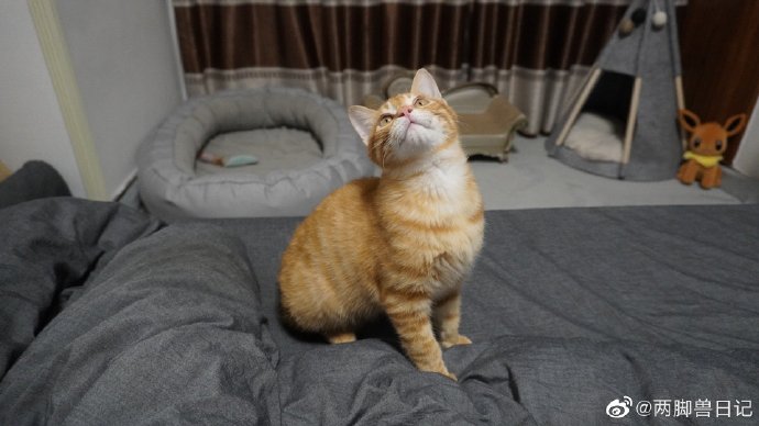 猫图片|宠物猫|猫咪|