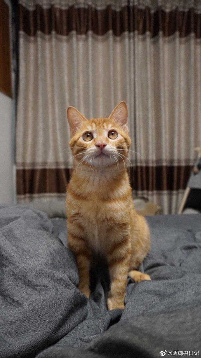 猫图片|宠物猫|猫咪|