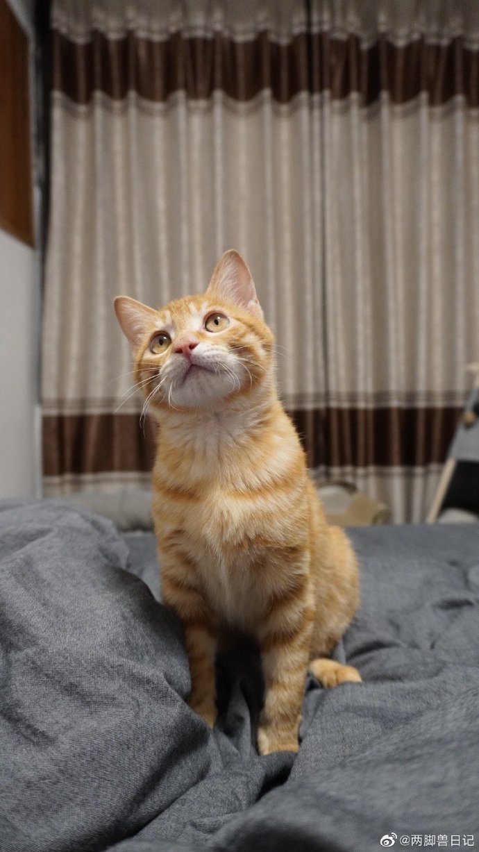 猫图片|宠物猫|猫咪|