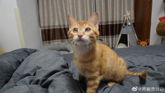 猫图片|宠物猫|猫咪|