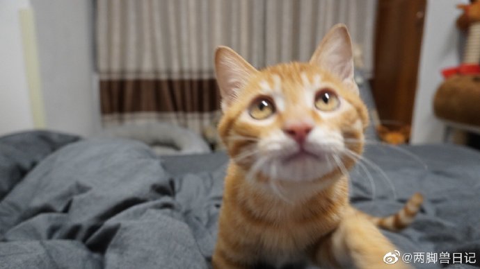 猫图片|宠物猫|猫咪|