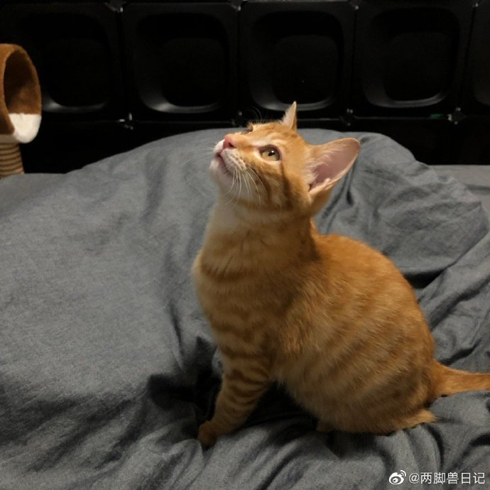 猫图片|宠物猫|猫咪|