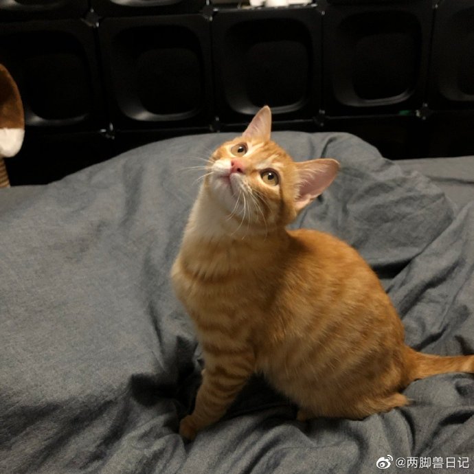 猫图片|宠物猫|猫咪|