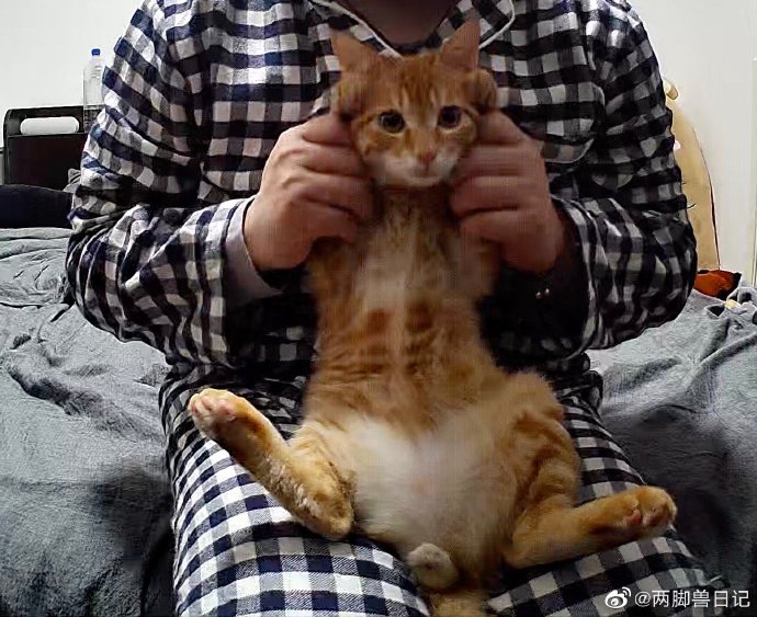猫图片|宠物猫|猫咪|