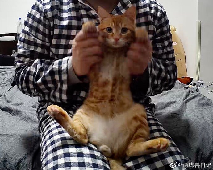 猫图片|宠物猫|猫咪|