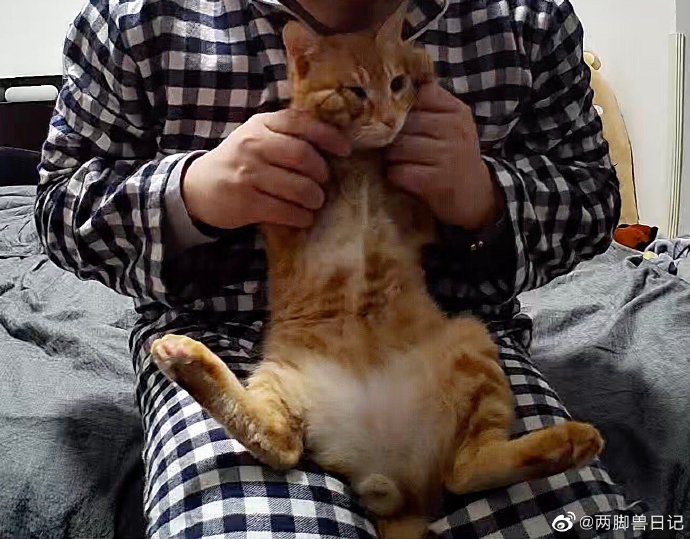 猫图片|宠物猫|猫咪|