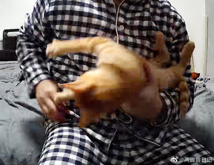 猫图片|宠物猫|猫咪|