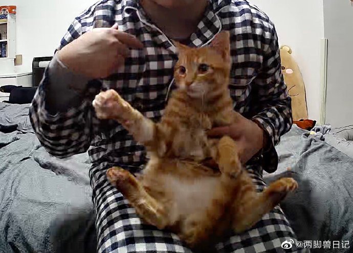 猫图片|宠物猫|猫咪|