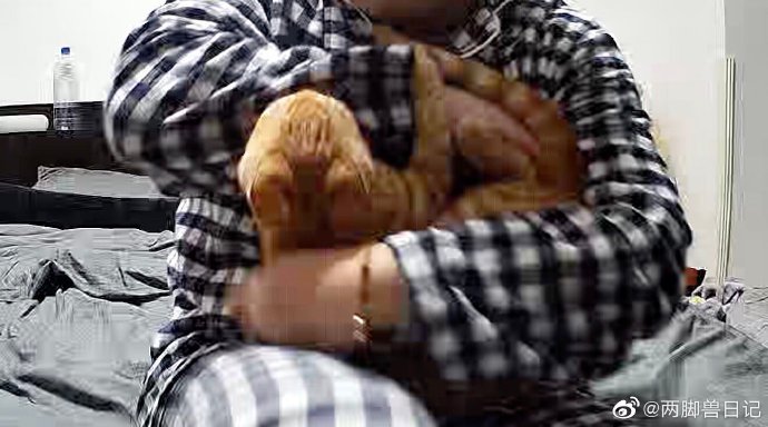 猫图片|宠物猫|猫咪|