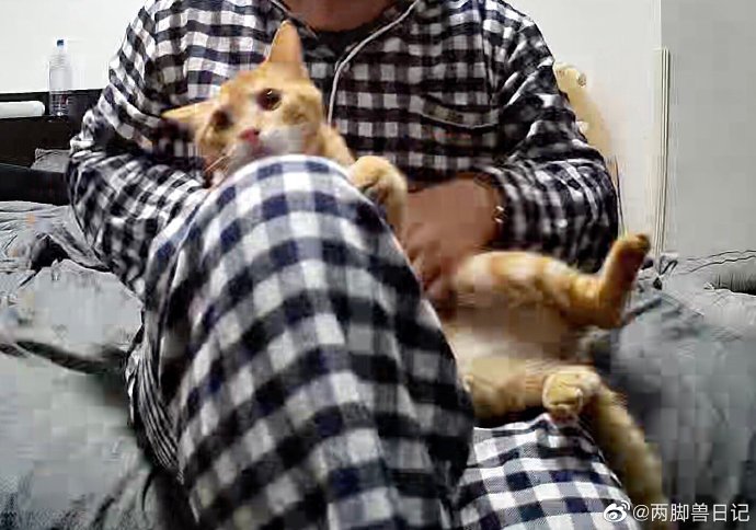 猫图片|宠物猫|猫咪|