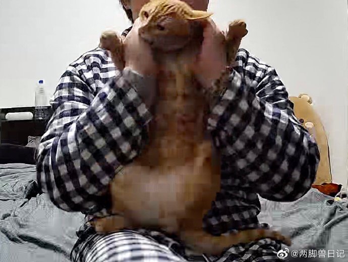 猫图片|宠物猫|猫咪|