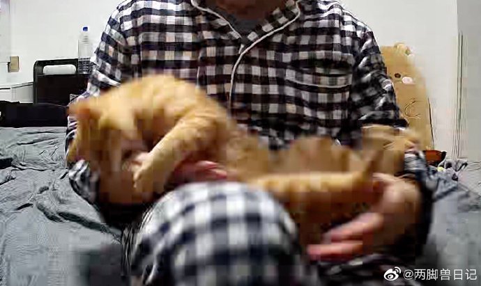 猫图片|宠物猫|猫咪|