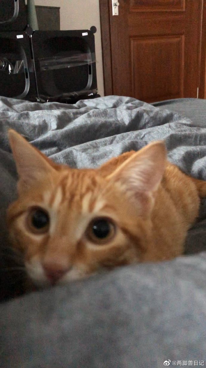 猫图片|宠物猫|猫咪|