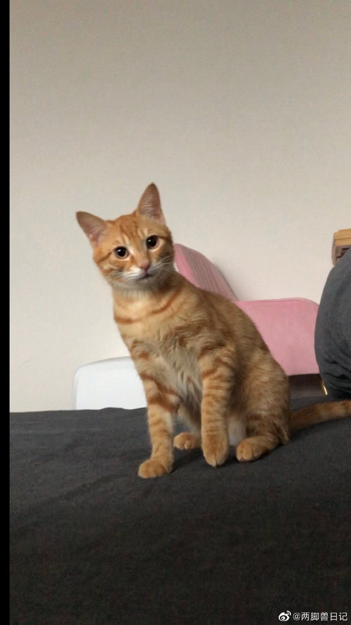 猫图片|宠物猫|猫咪|