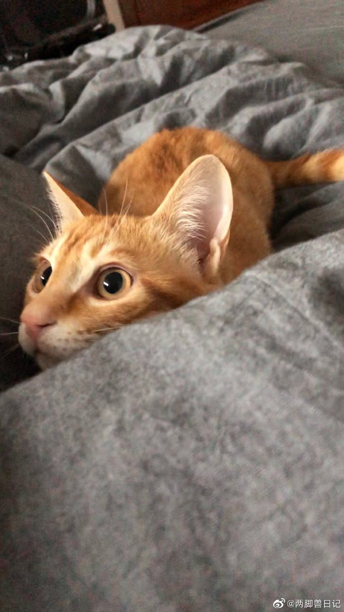 猫图片|宠物猫|猫咪|