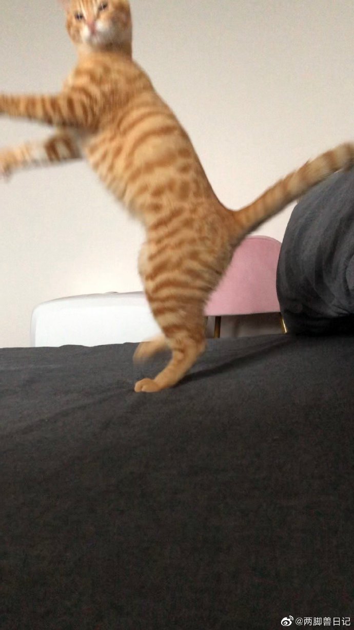 猫图片|宠物猫|猫咪|