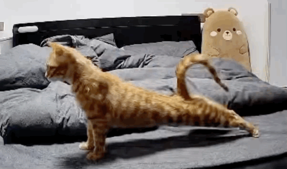 猫图片|宠物猫|猫咪|