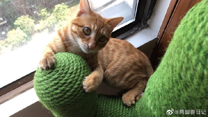 猫图片|宠物猫|猫咪|