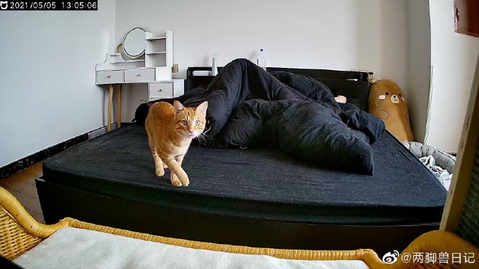 猫图片|宠物猫|猫咪|