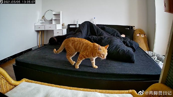 猫图片|宠物猫|猫咪|