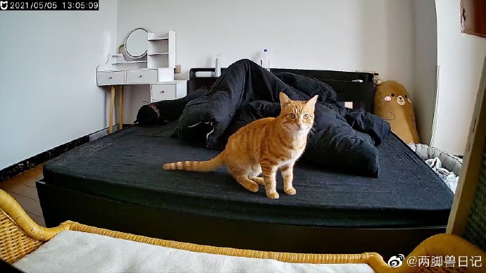 猫图片|宠物猫|猫咪|