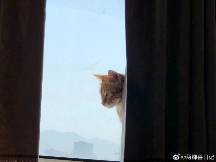 猫图片|宠物猫|猫咪|