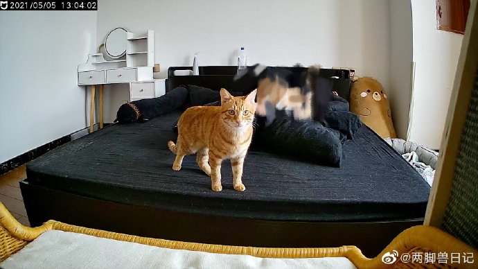 猫图片|宠物猫|猫咪|