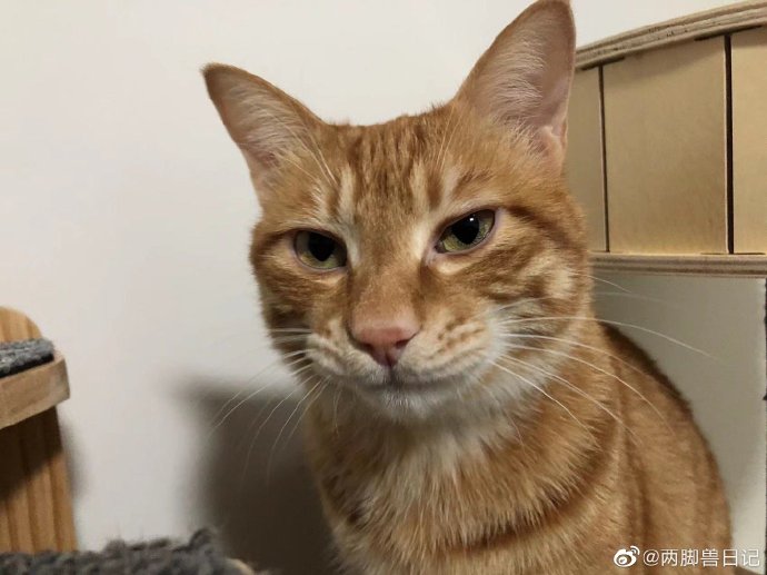 猫图片|宠物猫|猫咪|