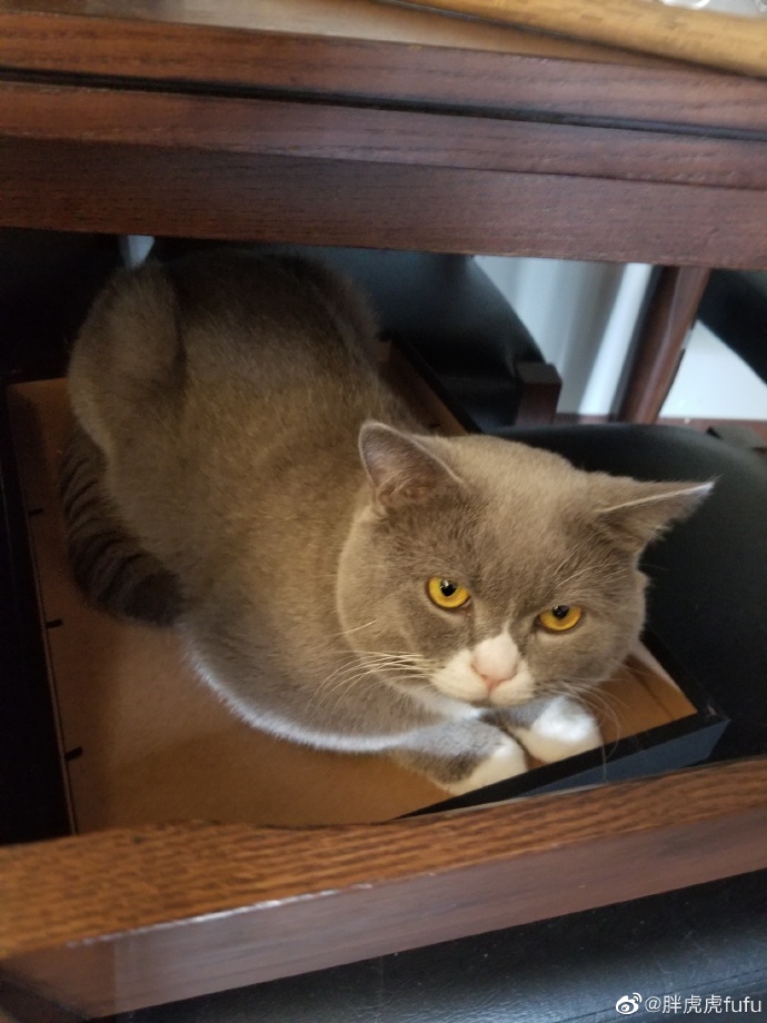 猫图片|宠物猫|猫咪|