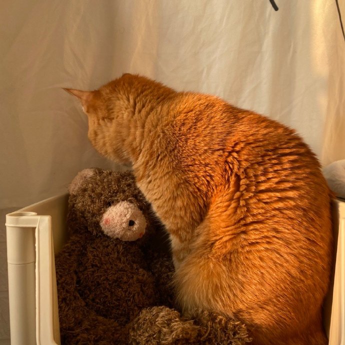 猫图片|宠物猫|猫咪|