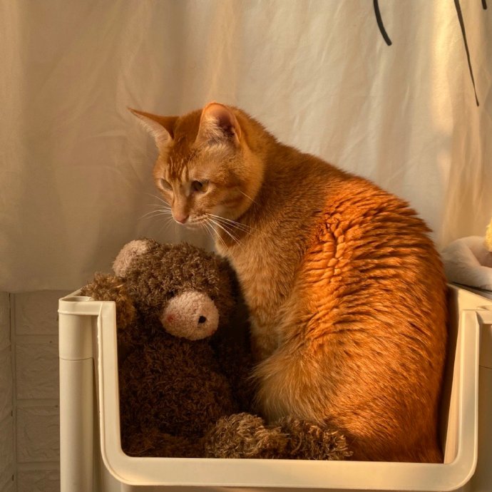 猫图片|宠物猫|猫咪|