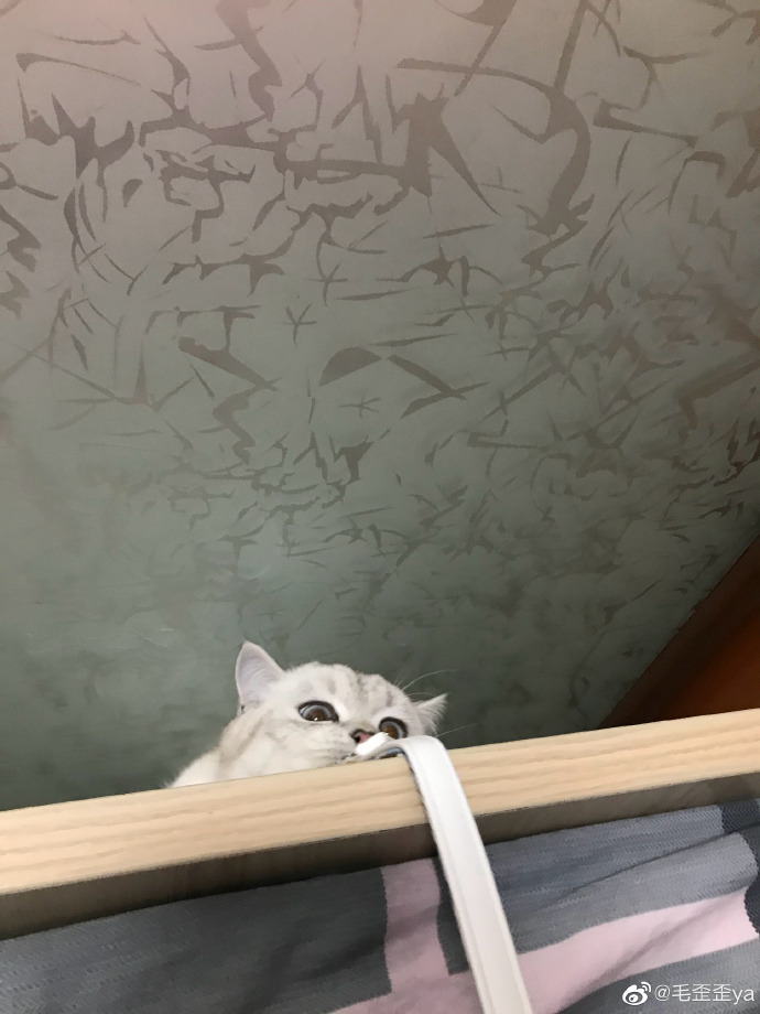 猫图片|宠物猫|猫咪|