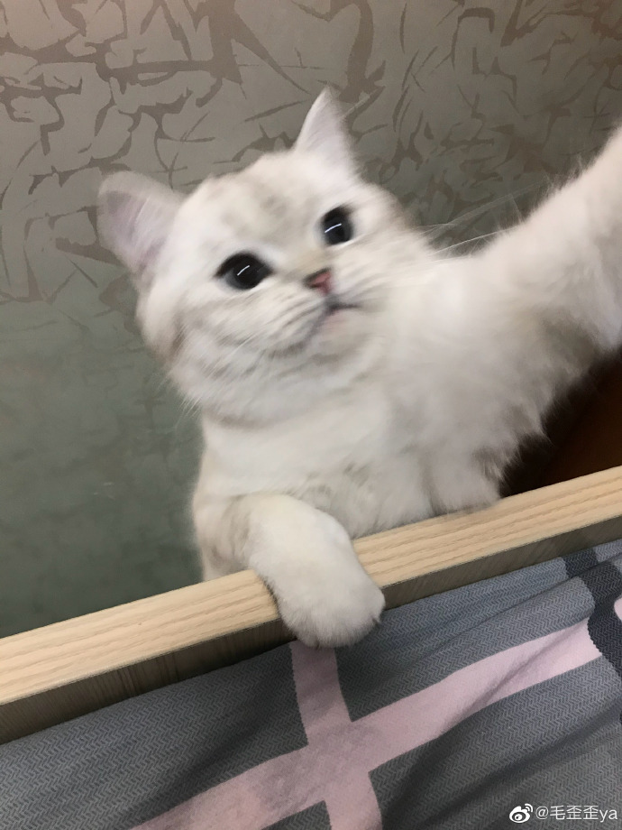 猫图片|宠物猫|猫咪|