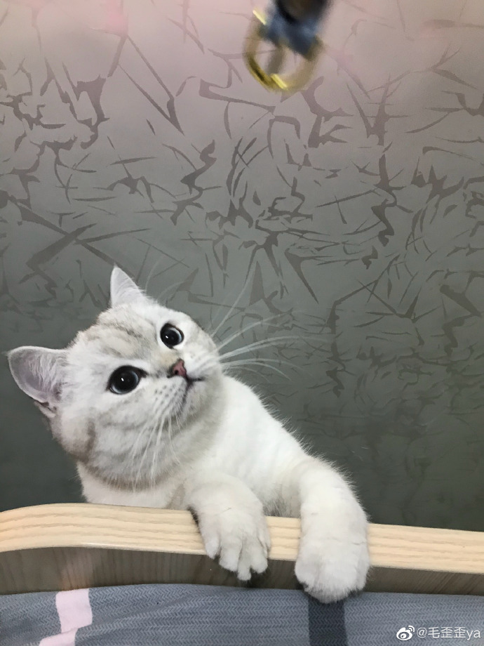 猫图片|宠物猫|猫咪|