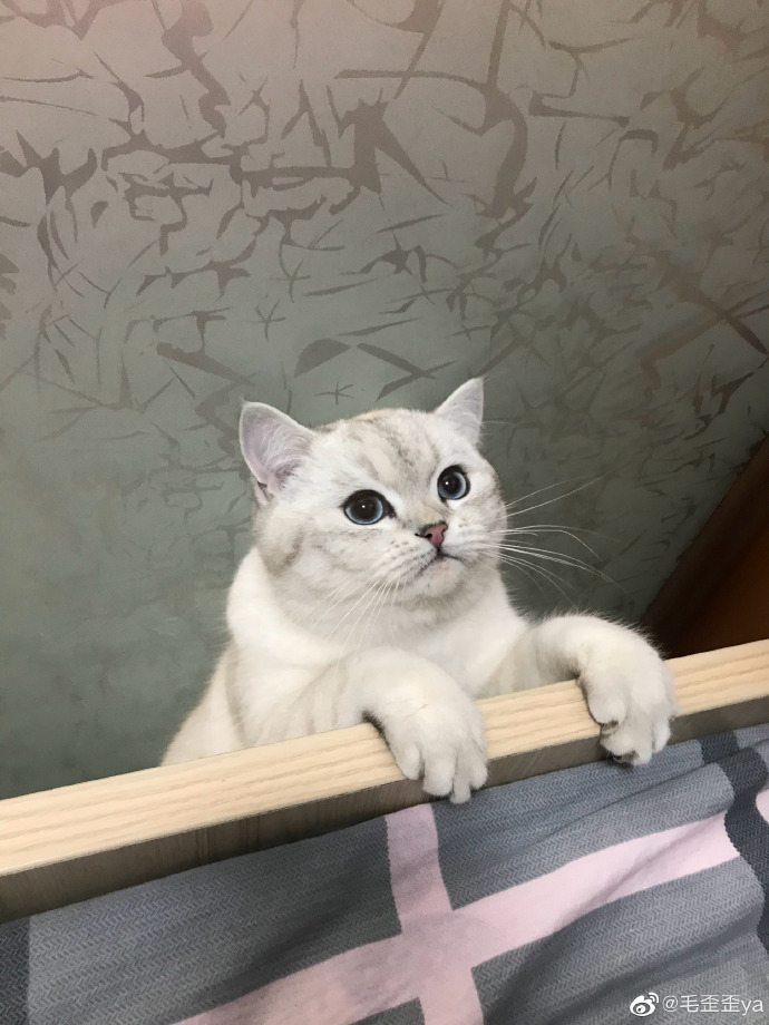 猫图片|宠物猫|猫咪|