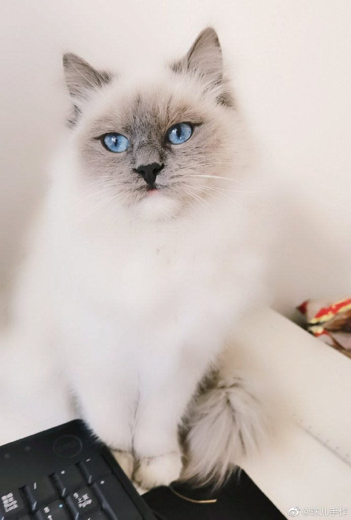 猫图片|宠物猫|猫咪|