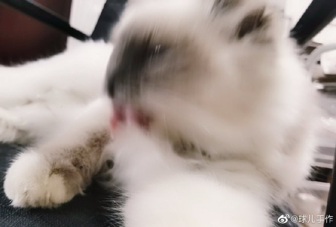 猫图片|宠物猫|猫咪|