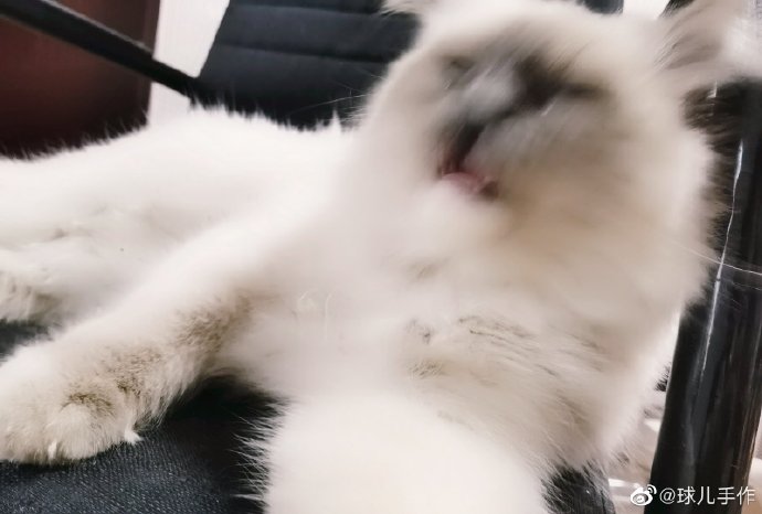 猫图片|宠物猫|猫咪|