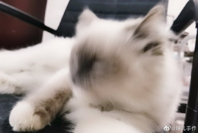 猫图片|宠物猫|猫咪|