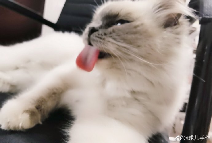 猫图片|宠物猫|猫咪|