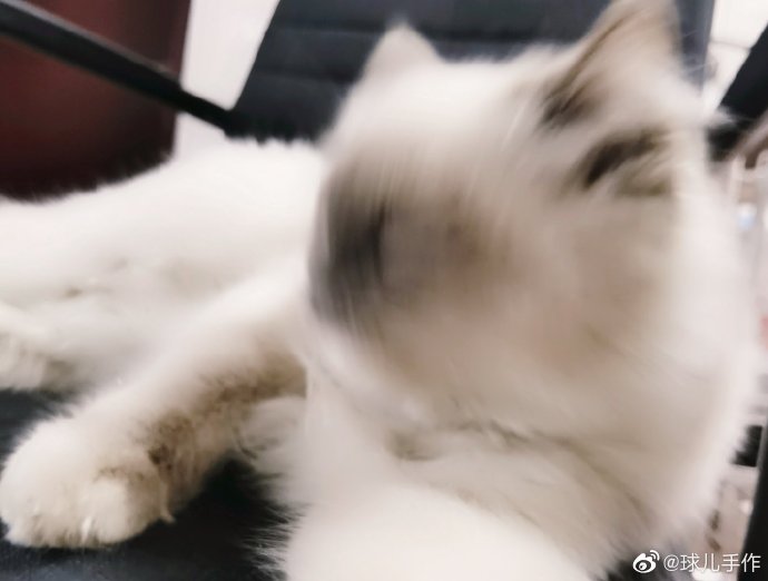 猫图片|宠物猫|猫咪|