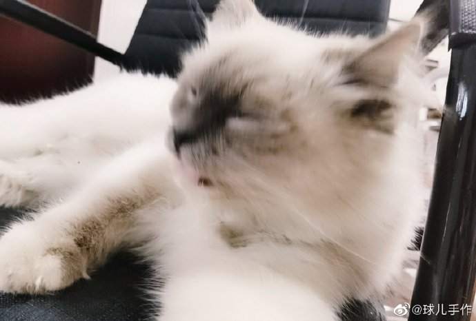 猫图片|宠物猫|猫咪|