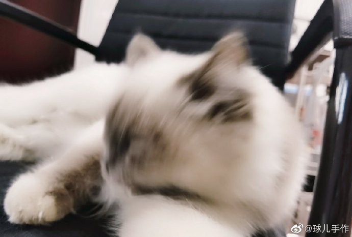 猫图片|宠物猫|猫咪|