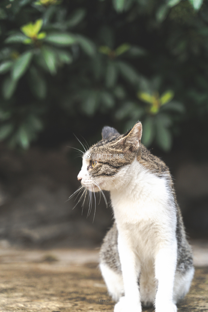 猫图片|宠物猫|猫咪|