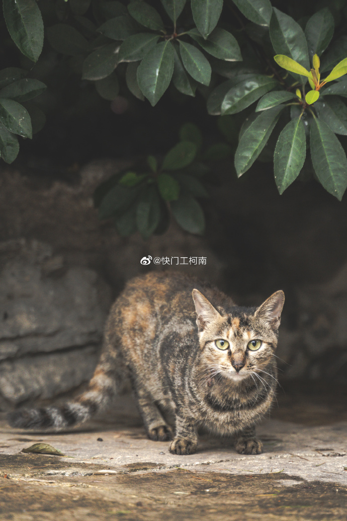 猫图片|宠物猫|猫咪|