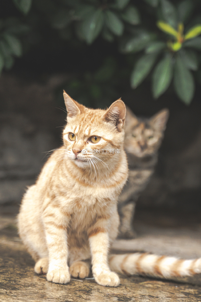 猫图片|宠物猫|猫咪|