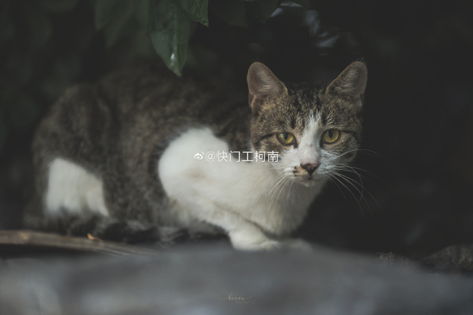 猫图片|宠物猫|猫咪|