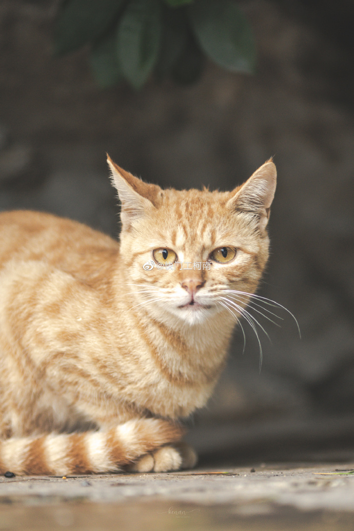 猫图片|宠物猫|猫咪|