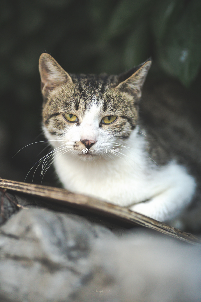 猫图片|宠物猫|猫咪|
