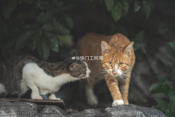 猫图片|宠物猫|猫咪|